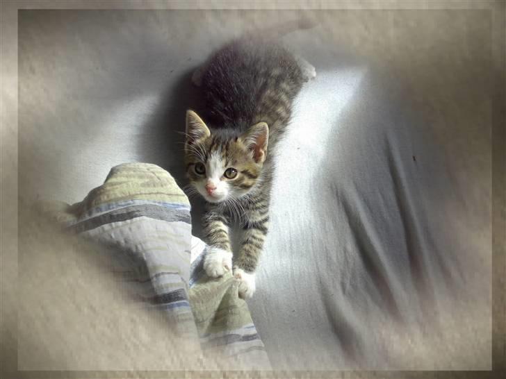 Huskat Tomtom R.I.P billede 7