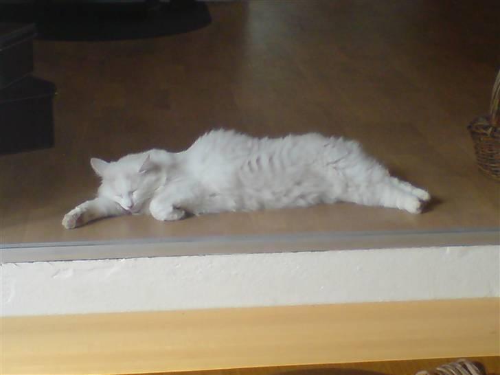 Blanding af racer Fnug billede 20