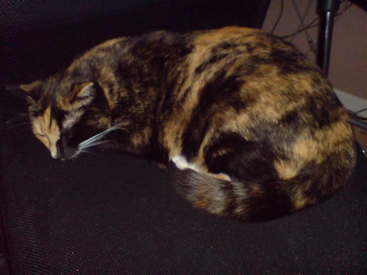 Blanding af racer Micha billede 19