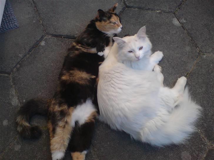 Blanding af racer Micha - de to er uadskillelige! billede 20