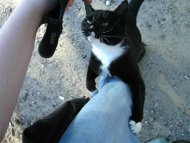 Huskat Sorte DØD - Her ligger Lille og nyder det maget. Fotograf Heidi billede 3