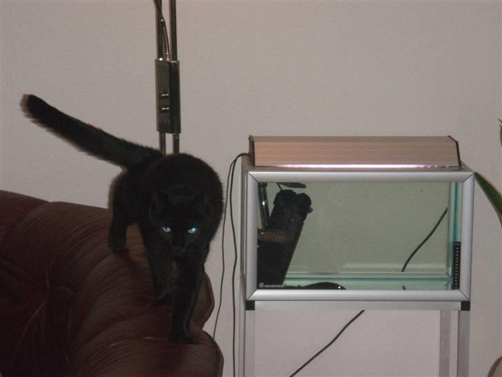 Huskat Tarzan billede 9