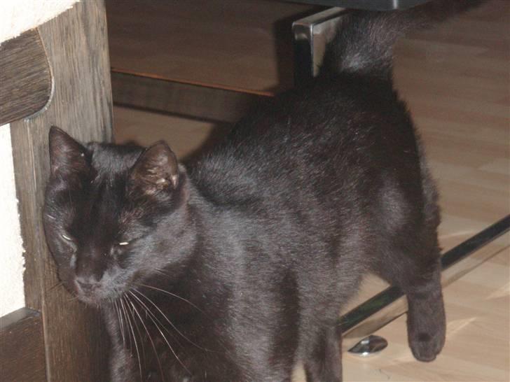 Huskat Tarzan billede 10