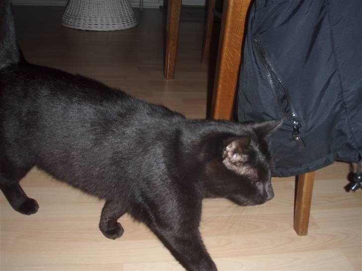 Huskat Tarzan billede 11