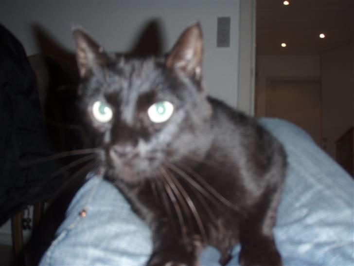 Huskat Tarzan billede 12