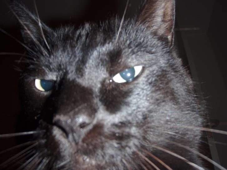 Huskat Tarzan billede 13