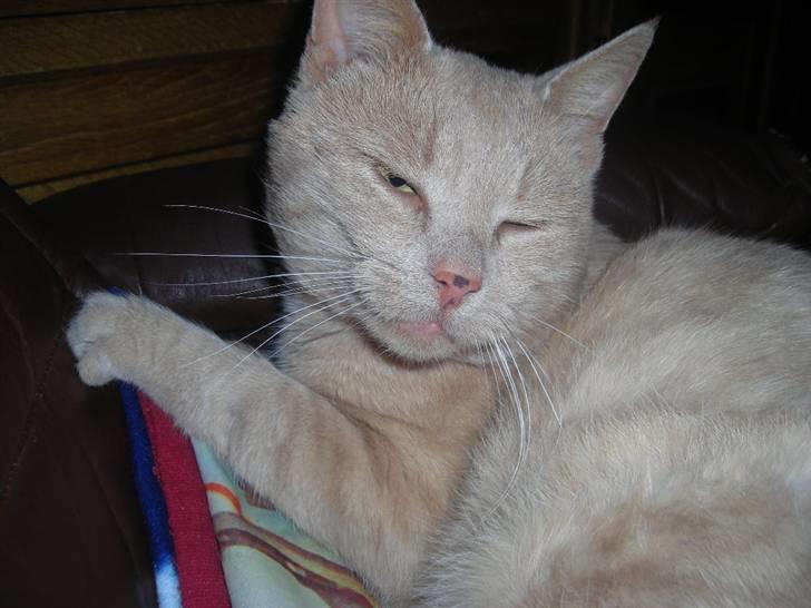 Huskat simba (tiggeprins) - simba der lige er vågne og med bliz lige i øjne billede 1