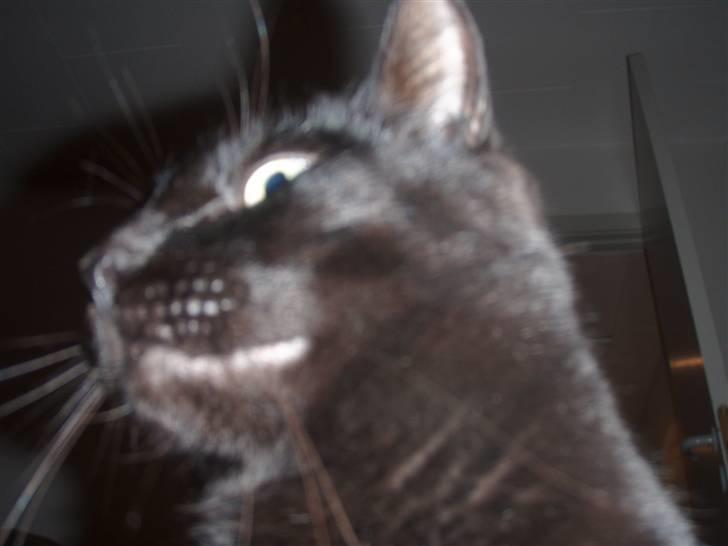 Huskat Tarzan billede 14