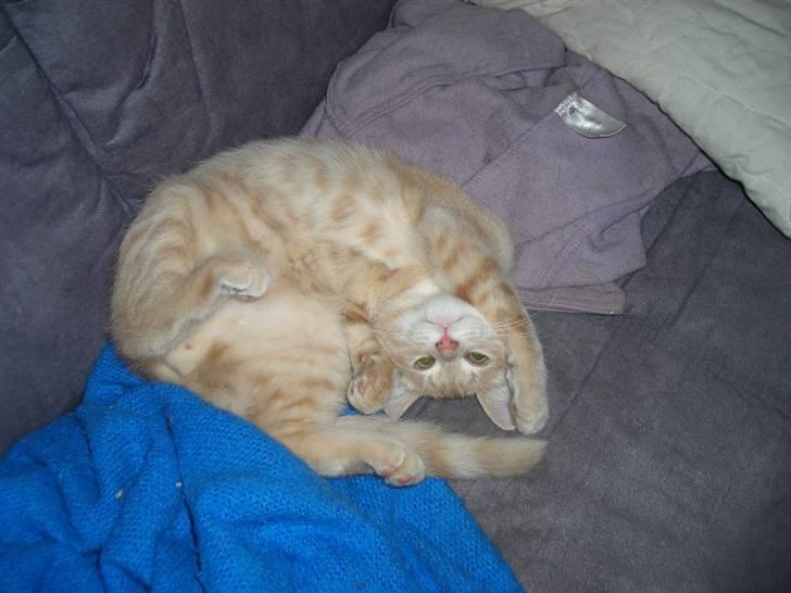 Huskat simba (tiggeprins) - sådanne sove jeg bedst  billede 2