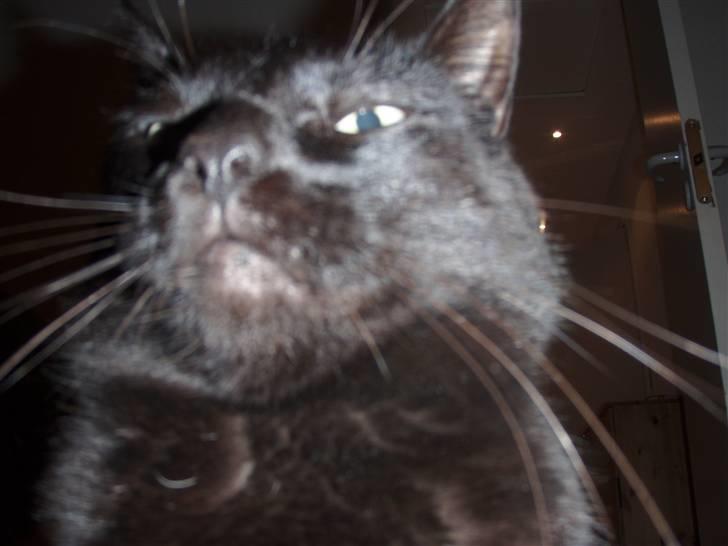 Huskat Tarzan billede 15