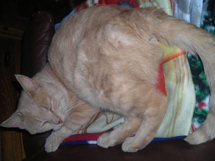 Huskat simba (tiggeprins) - nej hvor jeg sover godt billede 3