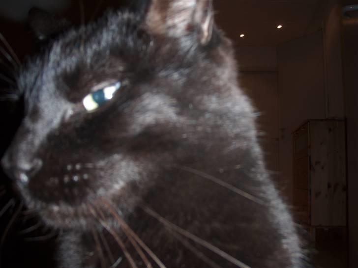 Huskat Tarzan billede 16