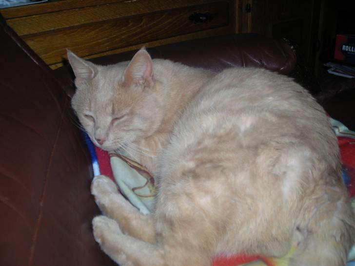 Huskat simba (tiggeprins) - zzzzzzzzzzzzzzzzzzzzzzzzzzzzzzzzzzzzzzzzzzzzzzzzzzzzzzzzzzzzzzzzzzzzzzzzzzzzzz billede 4