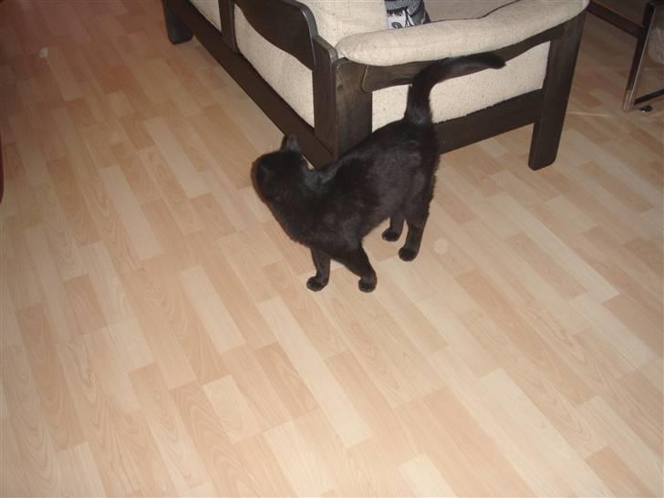 Huskat Tarzan billede 17