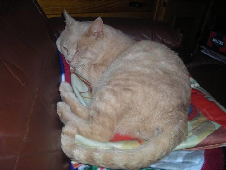 Huskat simba (tiggeprins) - mor ikke vågn mig nu billede 5