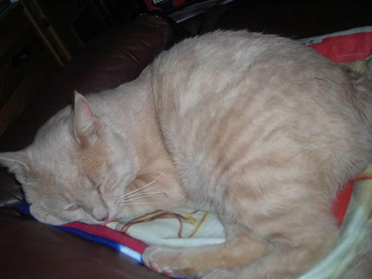 Huskat simba (tiggeprins) - sikke dejligt sted at ligge zzzzzzzzzz billede 6