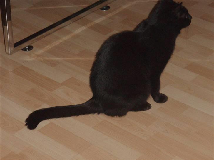 Huskat Tarzan billede 18