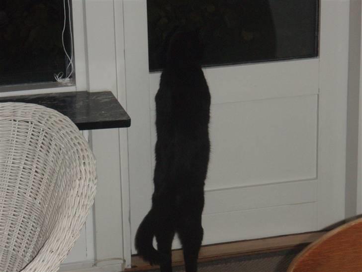 Huskat Tarzan billede 19