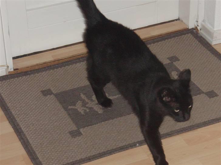 Huskat Tarzan billede 20