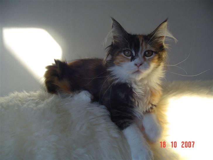 Maine Coon Sally R.I.P billede 7