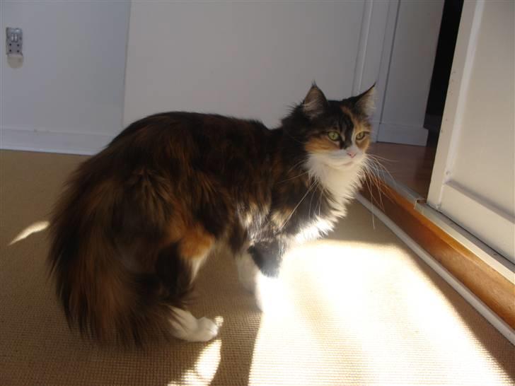 Maine Coon Sally R.I.P - Sally 3år billede 10