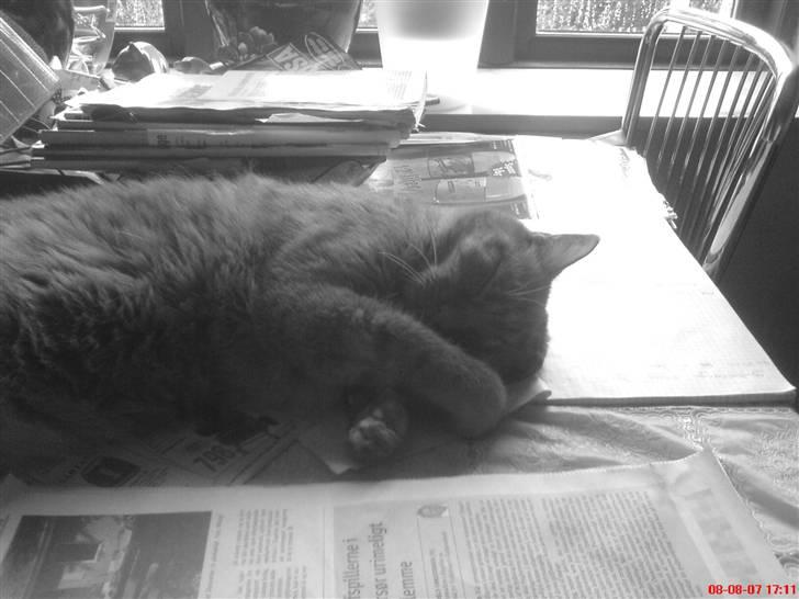 Huskat Garfield Hertz - han er sød billede 15