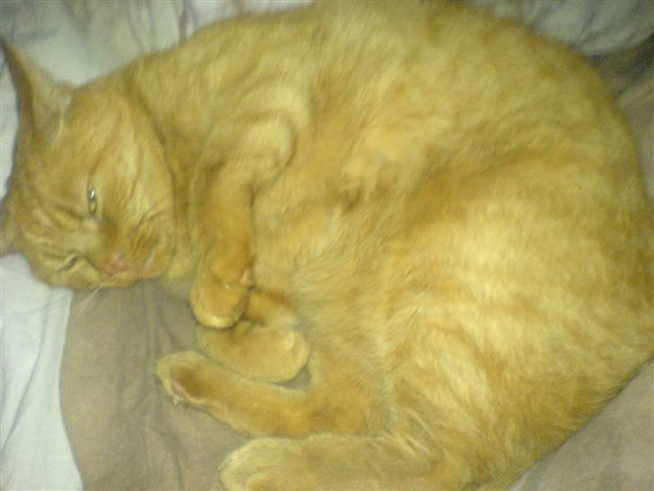 Huskat Garfield Hertz - fjollede billede 16