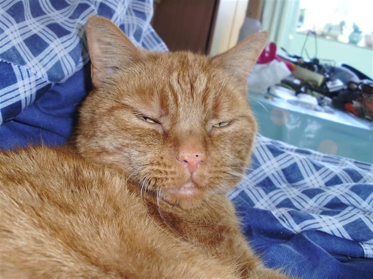 Huskat Garfield Hertz - er han ikke sød billede 17