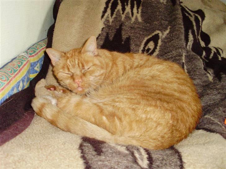 Huskat Garfield Hertz billede 18