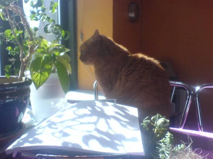 Huskat Garfield Hertz - kigger ud ... billede 19