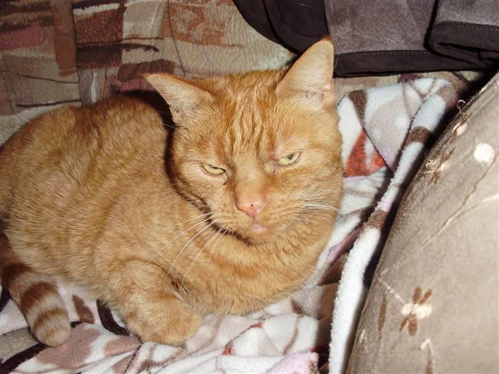 Huskat Garfield Hertz billede 20