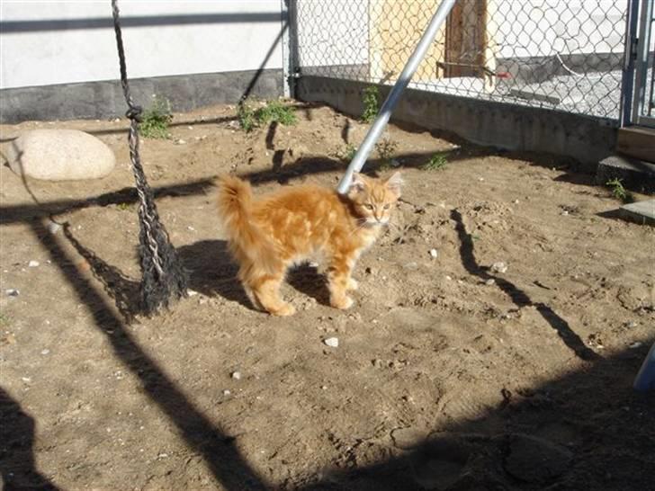 Maine Coon Fiona billede 2