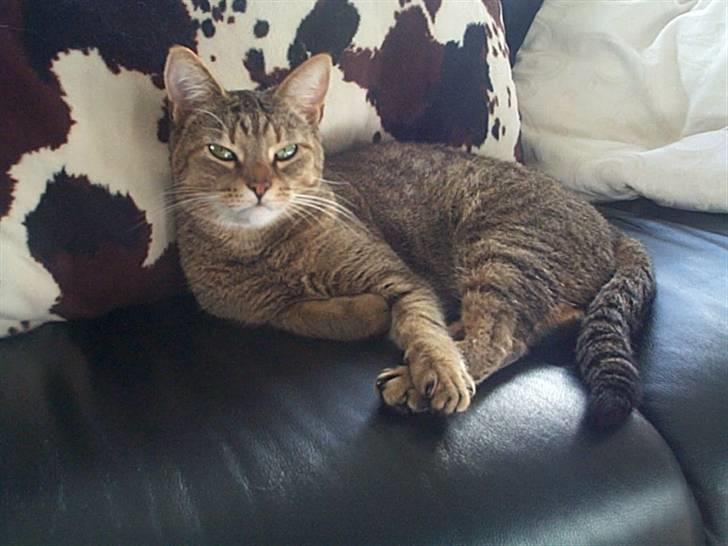 Huskat Gismo billede 12