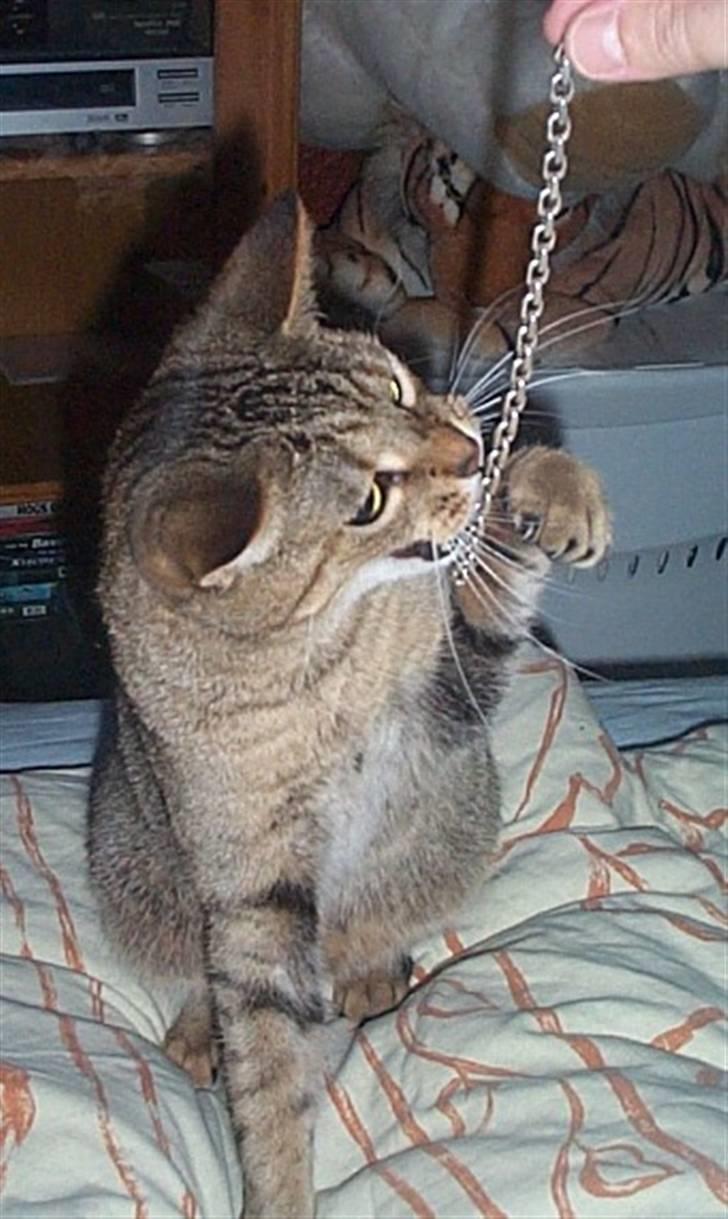 Huskat Gismo billede 13