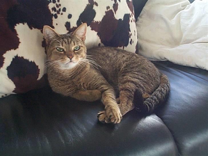 Huskat Gismo billede 14