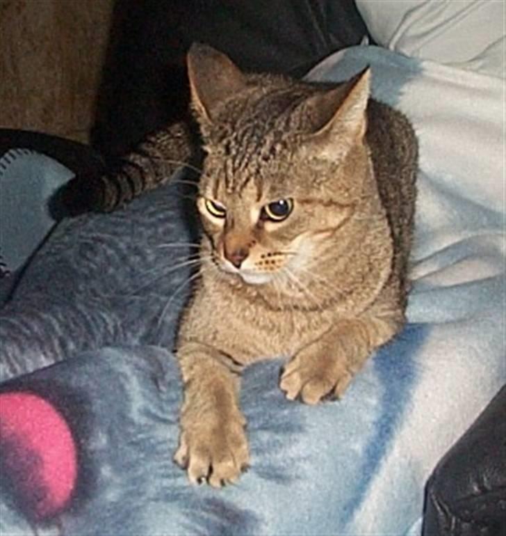 Huskat Gismo billede 15