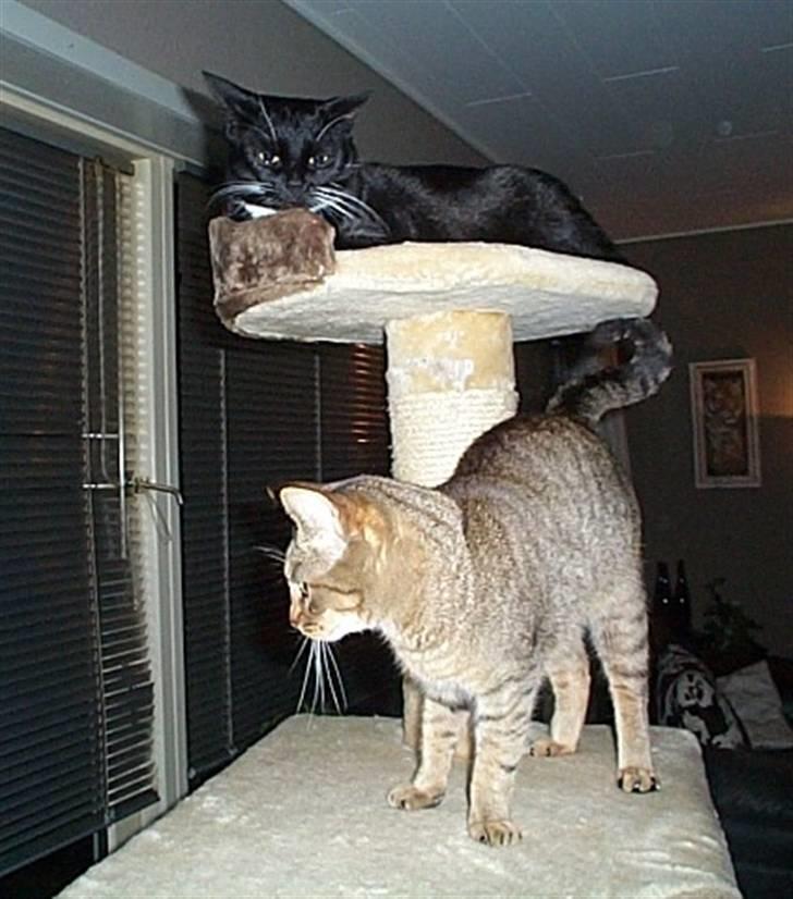 Huskat Gismo billede 16