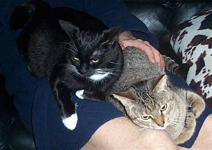 Huskat Gismo billede 17