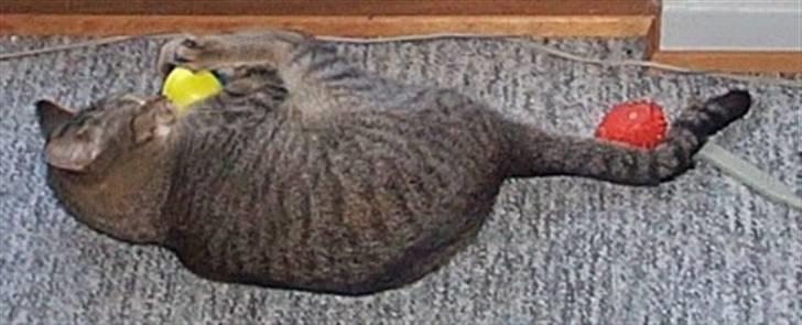 Huskat Gismo billede 18