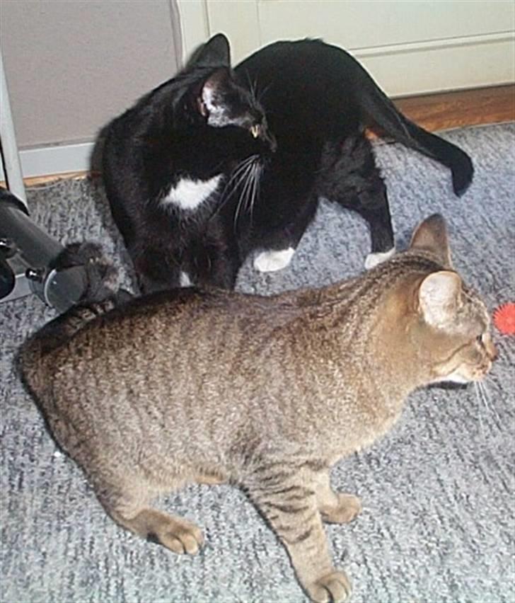 Huskat Gismo billede 19