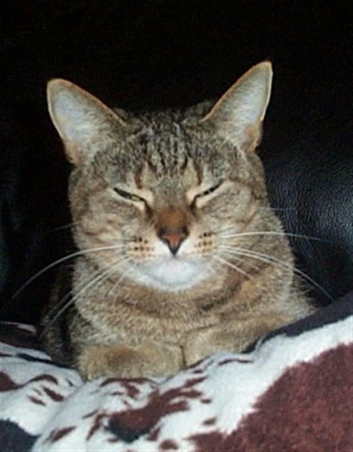 Huskat Gismo billede 20