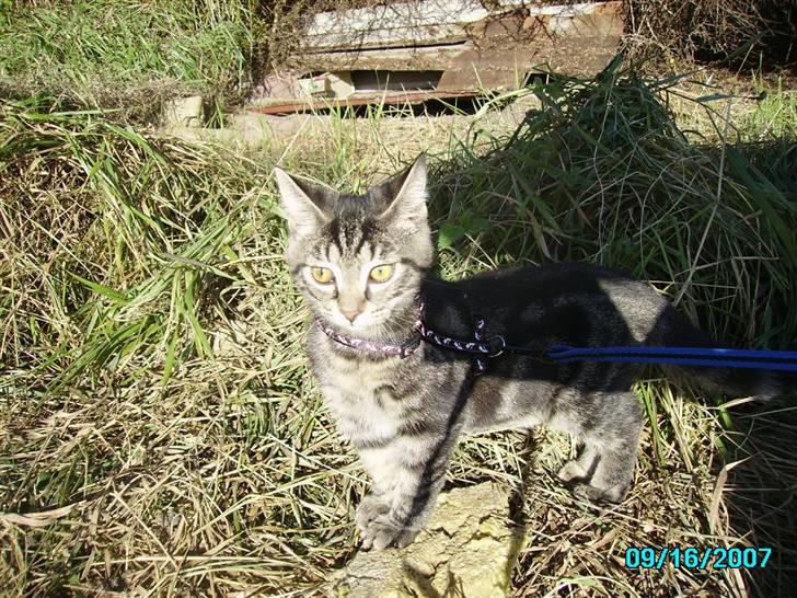 Huskat Hermione R.I.P min pige - 19-10-07 - Hermiones første gåtur :) Hun følger godt med i, hvad Herman laver billede 7