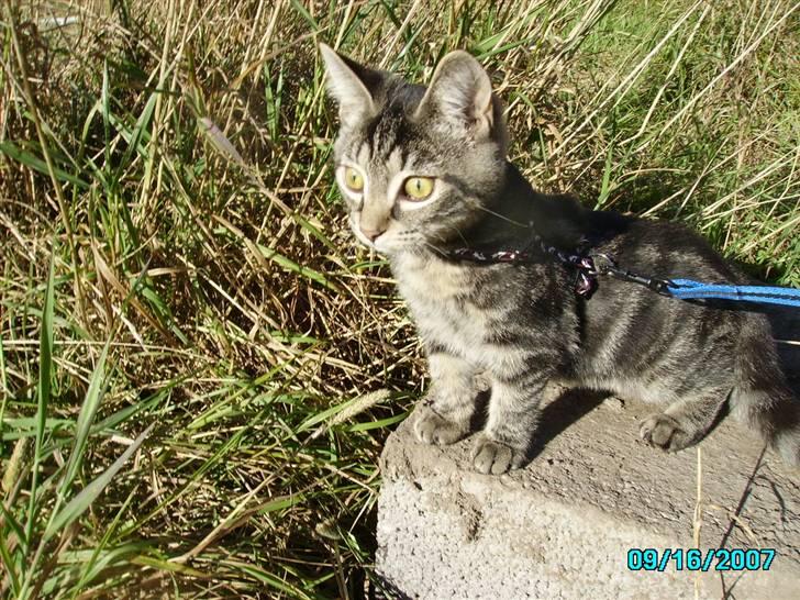 Huskat Hermione R.I.P min pige - 19-10-07 - Den store verden, den er stor... billede 8