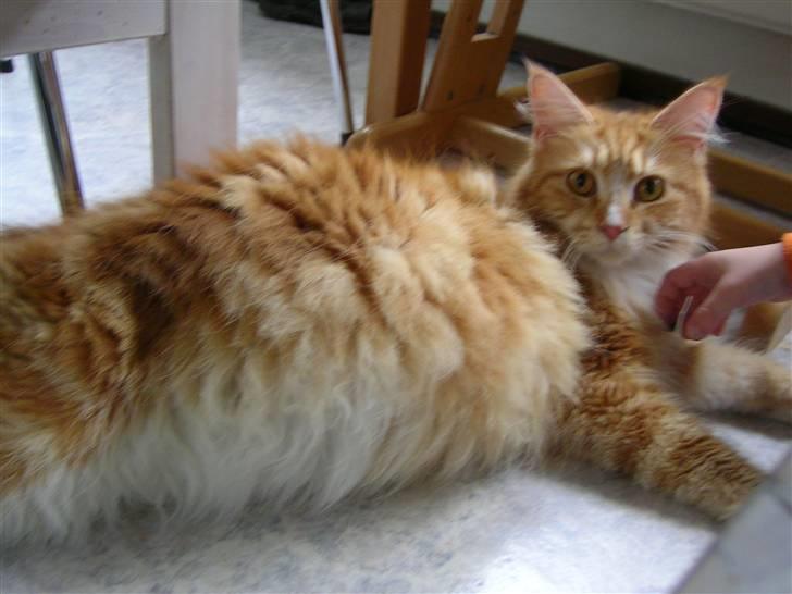 Maine Coon Candy (død dec08) - den 1 oktober 2007. snart klar til fødsel billede 17
