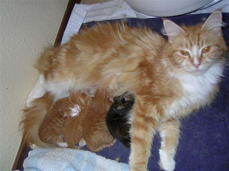 Maine Coon Candy (død dec08) - født d. 4 okt07 3 røde drenge og en tortie pige billede 18