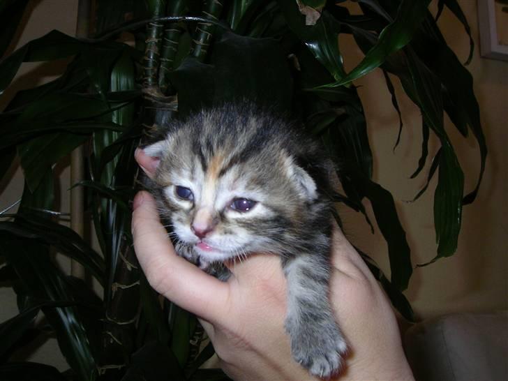 Maine Coon Candy (død dec08) - dette er lille bellis, hun skal bo i herlev billede 19