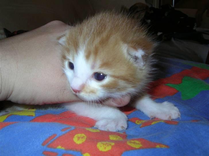 Maine Coon Candy (død dec08) - dette er min lille yngling dreng.... billede 20