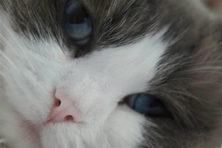 Ragdoll  Bertram (Niro)      billede 5