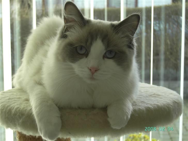 Ragdoll  Bertram (Niro)      billede 6