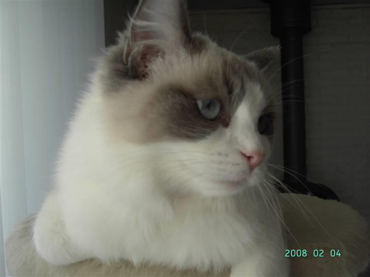Ragdoll  Bertram (Niro)      billede 7